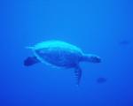 Aquatic 108